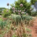 Allium giganteum