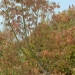 Acer palmatum 'Osakazuki'