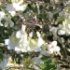 Arabis caucasica 'Variegata'
