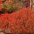 Acer dissectum 'Viridis'