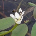 Epi d'eau, Aponogéton odorant, Potamot