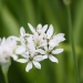 Ail