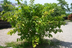 Acer capillipes