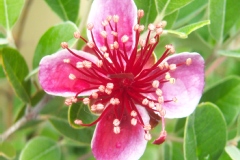 Feijoa 'apollo', Feijoa, Goyavier du brésil