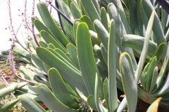 Aloes, Aloes plicatilis