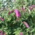 Buddleja davidii 'Royal Red'