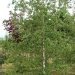 Bouleau verruqueux, Bouleau d'europe, Bouleau commun, Bouleau blanc