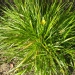 Brachypode penné