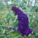 Buddleja davidii 'Black Knight'