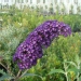 Buddleja davidii 'Empire Blue'