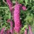 Buddleja davidii 'Royal Red'