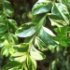 Buxus sempervirens 'Elegantissima'