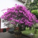 Bougainvillier, Bougainvillée