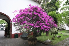 Bougainvillier, Bougainvillée