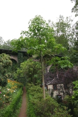 Brachychiton acerifolium