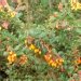 Vinettier de darwin, Berberis, Berberis de darwin