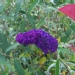 Lilas dété, Buddleia, Arbre aux papillons, Buddleia du père david, Arbre à papillons 'black night'