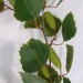 Bouleau verruqueux, Bouleau d'europe, Bouleau commun, Bouleau blanc