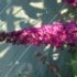 Buddleja davidii 'Royal Red'