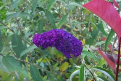 Buddleja davidii 'Black Knight'