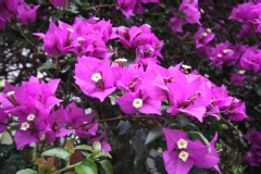 Bougainvillier, Bougainvillée