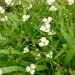 Fausse renoncule, Baldelia, Fluteau, Baldellie
