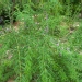 Buddleja alternifolia