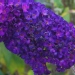 Buddleja davidii 'Black Knight'