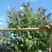 Buddleia, Arbre aux papillons 'lochinch'