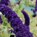 Buddleja davidii 'Black Knight'