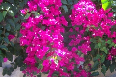 Bougainvillier, Bougainvillée