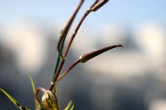 Brassidium Shooting Star 'Black Gold'
