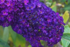 Buddleja davidii 'Black Knight'