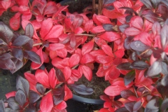 Berberis 'red jewel', Berberis, Epine-vinette