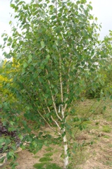 Betula utilis