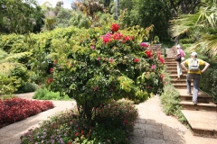 Bougainvillier, Bougainvillée