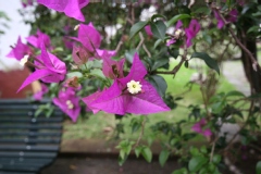 Bougainvillea spectabilis