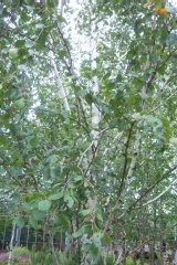 Bouleau 'jacquemontii', Bouleau de l'himalaya, Bouleau de l'himalaya 'jacquemontii'