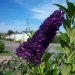 Buddleja davidii 'Black Knight'
