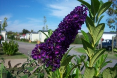 Buddleja davidii 'Black Knight'