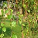 Betula pendula 'Youngii'