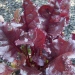 Betterave 'bull's blood', Betterave
