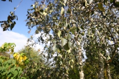 Betula verrucosa 'Purpurea'