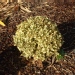 Buxus sempervirens 'Elegans'