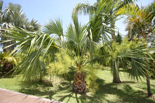 Jardin botanique de Funchal à Madère en juin.
