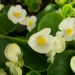 Begonia semperflorens 'Super olympia® blanc'