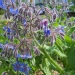 Bourrache, Bourrache officinale