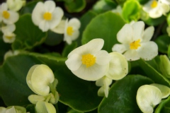 Bégonia 'super olympia blanc', Bégonia