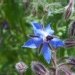 Bourrache, Bourrache officinale