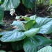 Bergenia ciliata